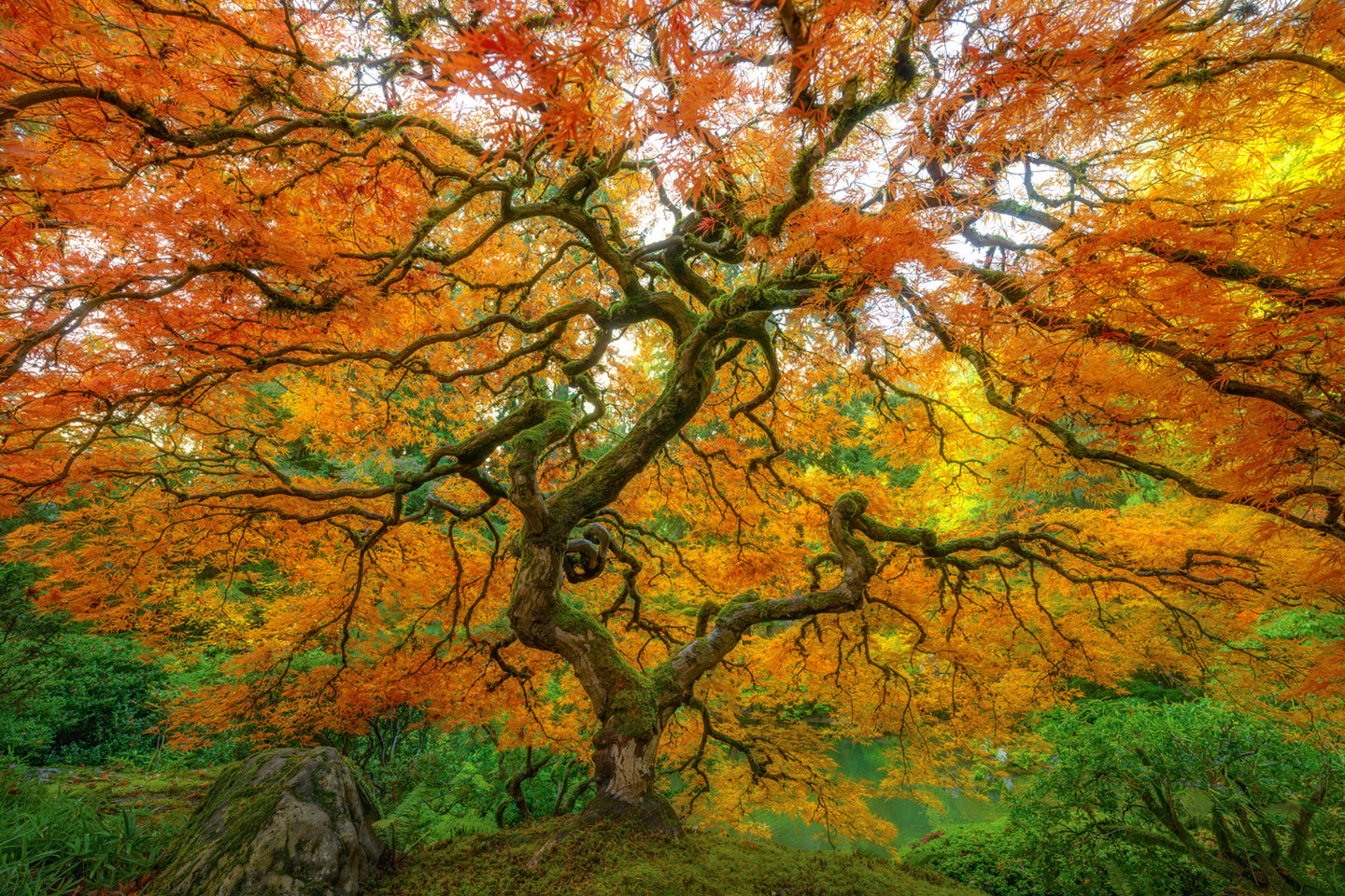 Tree of Life PNW shown at peak color 