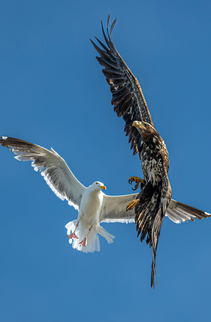 Gull versus Eagle